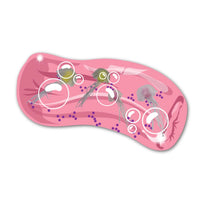 Jumbo Wiggly Jiggly - Jellyfish Water Snake Sensory Toy